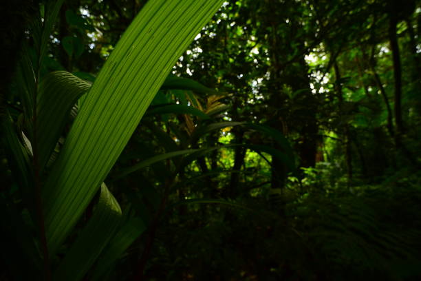 istock Close wide view slender palm frond in shade 1216268371