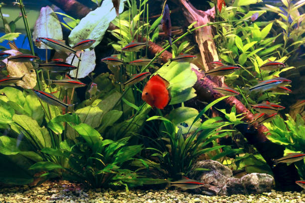 Flock of Denison barb fishes and symphysodon discus red Flock of Denison barb fishes and symphysodon discus red in freshwater aquarium puntius denisonii stock pictures, royalty-free photos & images
