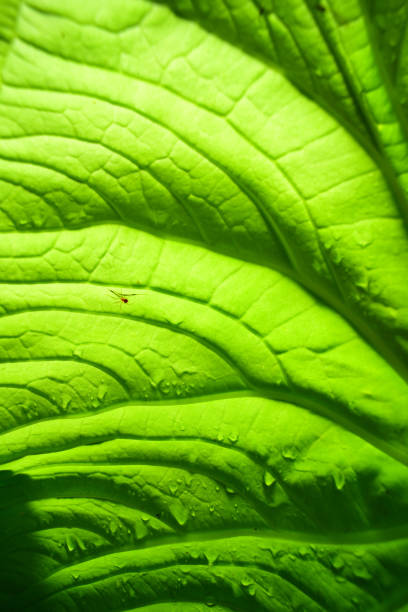 Wide angle macro of deep leaf veins on backlit leaf with raindrops. Photo taken in the Monteverde Cloud Forest in Costa Rica. Nikon D750 with Venus Laowa 15mm macro lens.