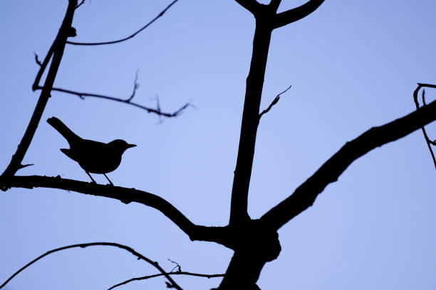 istock Silhouette of a Blackbird (Turdus merula) 1216269177