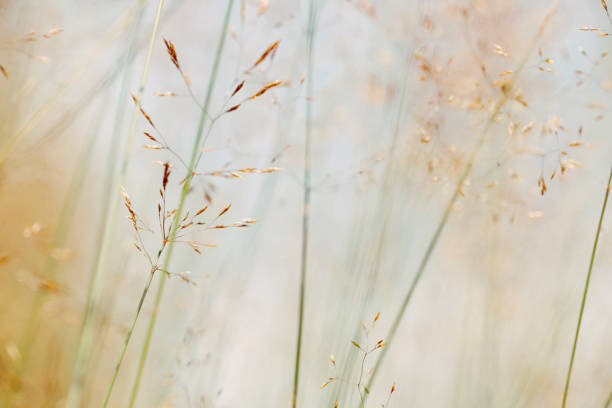 istock Macro view of Pastel Coloured meadow during sunset 1216269205