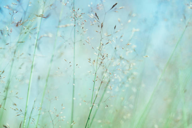 istock Macro view of Pastel Coloured meadow during sunset 1216269206