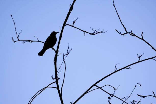 Silhouette of a Blackbird (Turdus merula)