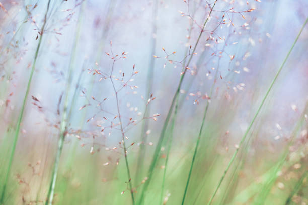 istock Macro view of Pastel Coloured meadow during sunset 1216269775