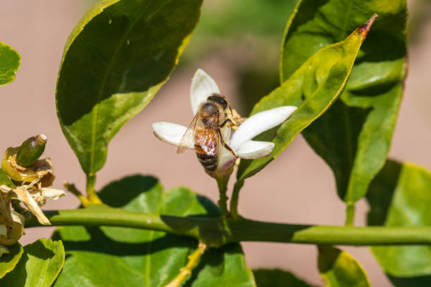 istock Honey Bee Gathering Pollen from a Lemon Flower 1216269840
