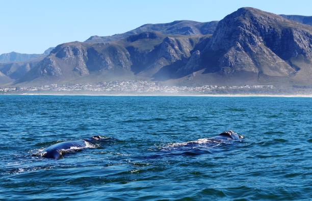 Whale Watching with a view near Hermanus Whale Watching with a view near Hermanus in South Africa. Beautiful Scenery with impressive mountains in the background. baleen whale stock pictures, royalty-free photos & images