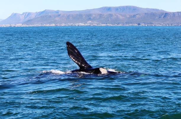istock Whale Watching with a view near Hermanus 1216270123