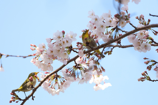 Pictured a White-eye bird on branch of cherry tree.