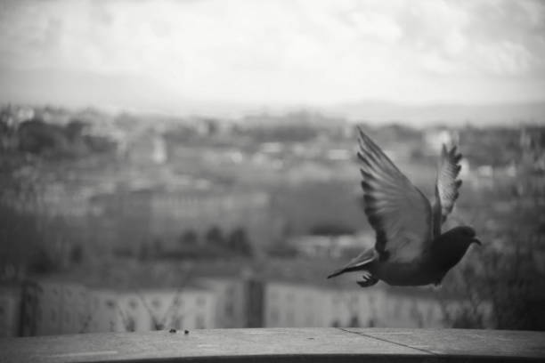 Pigeon's flight above the city
