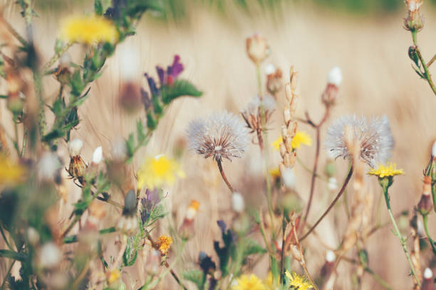 Macro view of Pastel Coloured meadow