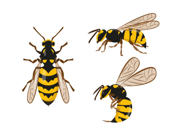 beyaz arka plan üzerine kurulmuş eşek arısı veya eşek arısı simgeleri. vektör illüstrasyon. - avrupa eşek arısı stock illustrations