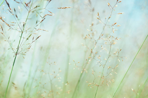 istock Macro view of Pastel Coloured meadow during sunset 1216273415