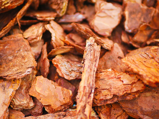 istock orange tree bark. close-up. Bark seamless background 1216273803