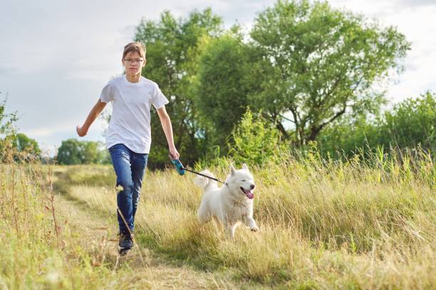 garçon d’adolescence courant avec le crabot, jouant le propriétaire et l’animal familier dans le pré d’été - pre teen boy photos et images de collection