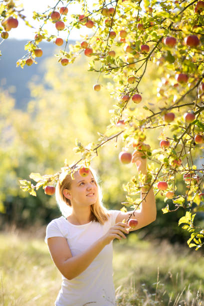 istock Cute girl picking apples in an orchard 1216276780