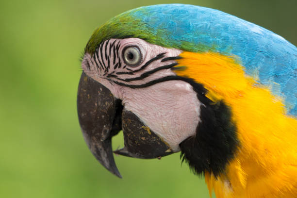 istock Portrait of a Macaw 1216277047