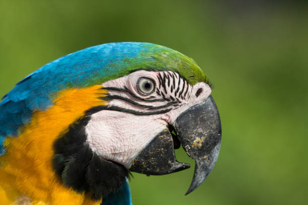 istock Portrait of a Macaw 1216277090