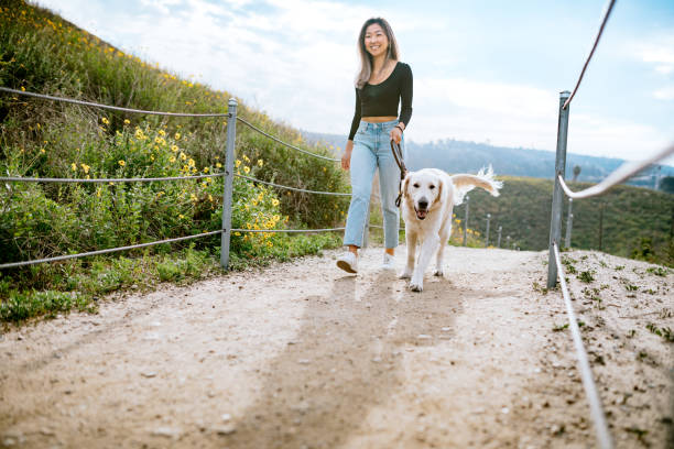 若い女性はカリフォルニアパークで彼女の犬を歩く - dog walking retriever golden retriever ストックフォトと画像