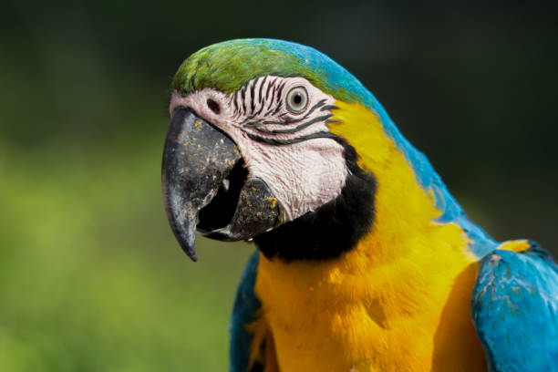istock Portrait of a Macaw 1216277201
