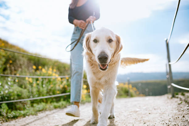 Young Woman Walks Her Dog In California Park A Golden Retriever gets close up and personal with the camera while outdoors walking with his owner in a Los Angeles county park in California on a sunny day.  Relaxation exercise and pet fun at its best. weekend activities photos stock pictures, royalty-free photos & images