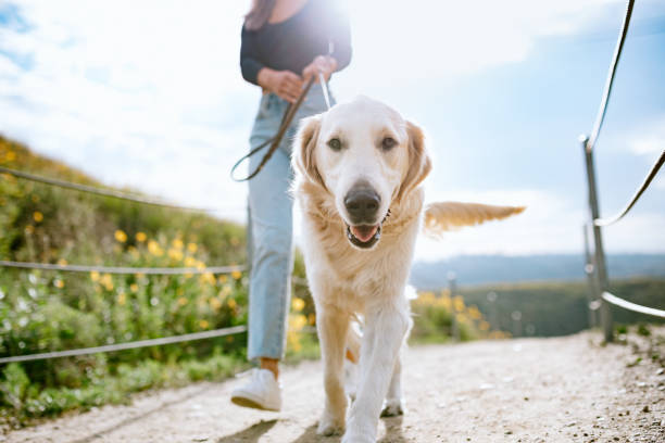 Young Woman Walks Her Dog In California Park A Golden Retriever gets close up and personal with the camera while outdoors walking with his owner in a Los Angeles county park in California on a sunny day.  Relaxation exercise and pet fun at its best. pet owner stock pictures, royalty-free photos & images