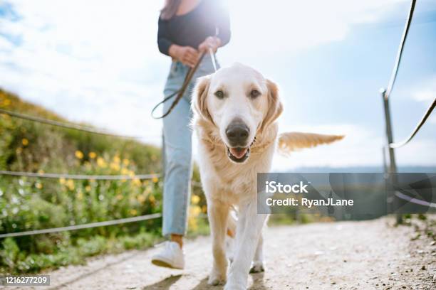 Young Woman Walks Her Dog In California Park Stock Photo - Download Image Now - Dog, Dog Walking, Walking
