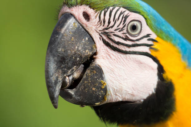 istock Portrait of a Macaw 1216277221