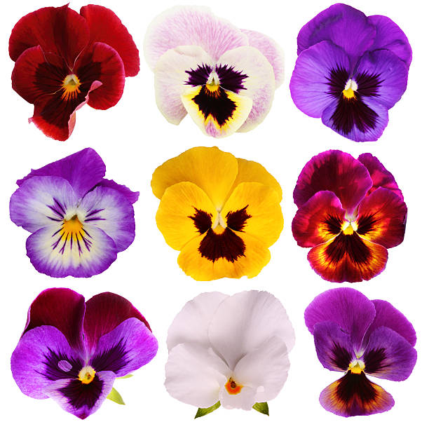 Nine different Pansies  pansy stock pictures, royalty-free photos & images