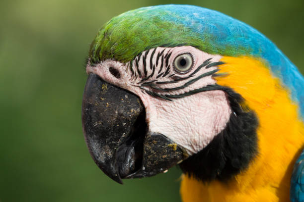 istock Portrait of a Macaw 1216277929