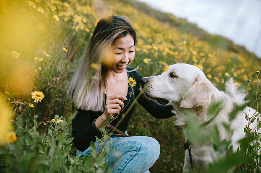 A happy Korean woman enjoys spending time with her Golden Retriever outdoors in a Los Angeles county park in California on a sunny day.  She cuddles her beloved pet.