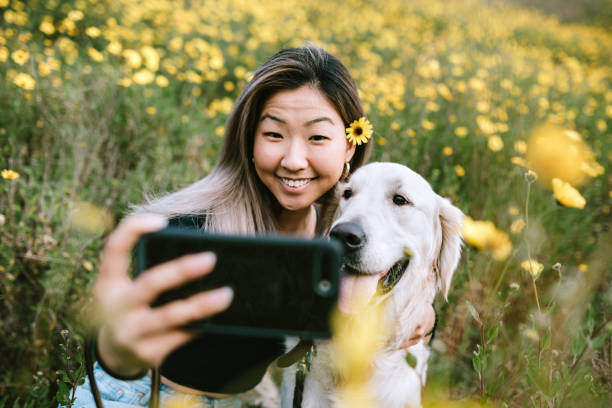 Young Woman Takes Selfie With Her Dog In Flower Filled Field A happy Korean woman enjoys spending time with her Golden Retriever outdoors in a Los Angeles county park in California on a sunny day.  She cuddles her beloved pet. pet owner photos stock pictures, royalty-free photos & images