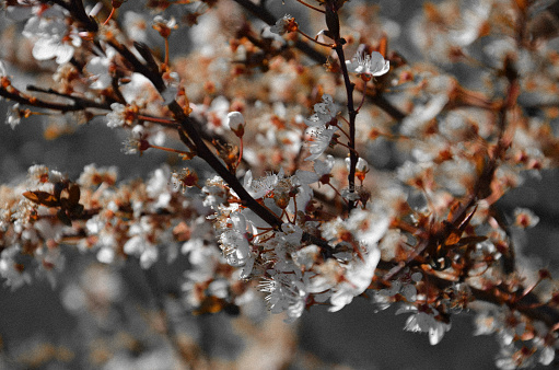 Cherry blossom tree (edited)