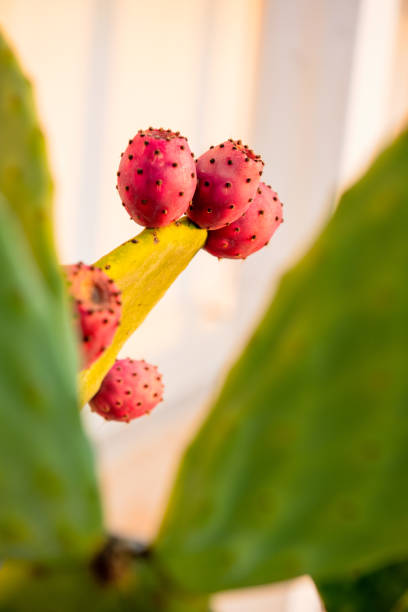 Prickly pear fruit (Opuntia, Fico d'India) at sunrise light, Sicily, Italy