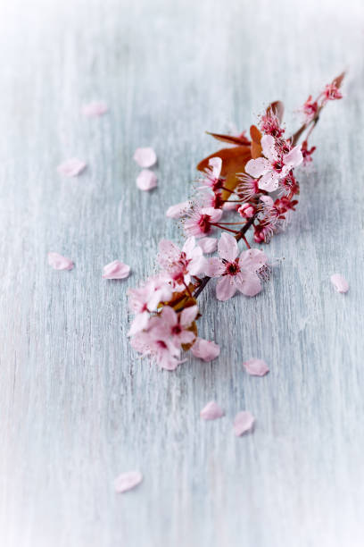 istock Spring flowers on bright wooden background. 1216282353