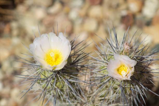 istock A Hedgehog cactus with white flowers 1216282573