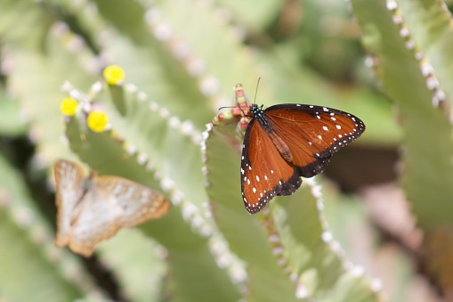 As the Queen butterfly takes a break, a Buckeye passes by