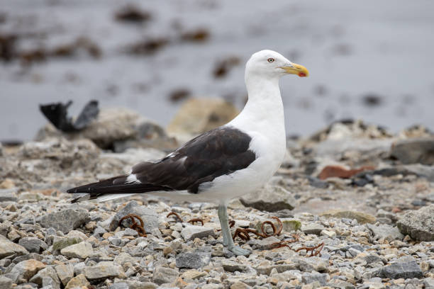 Kelp or Dominican Gull Kelp or Dominican Gull at sea shore kelp gull stock pictures, royalty-free photos & images