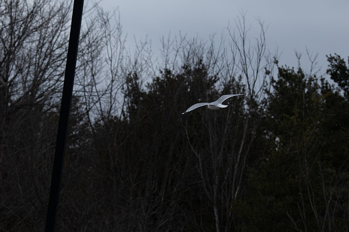 Seagull soaring in the sky