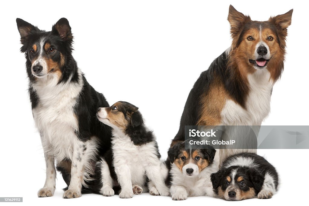 Maschio, Femmina e fritta, Border Collie, sfondo bianco. - Foto stock royalty-free di Animale femmina