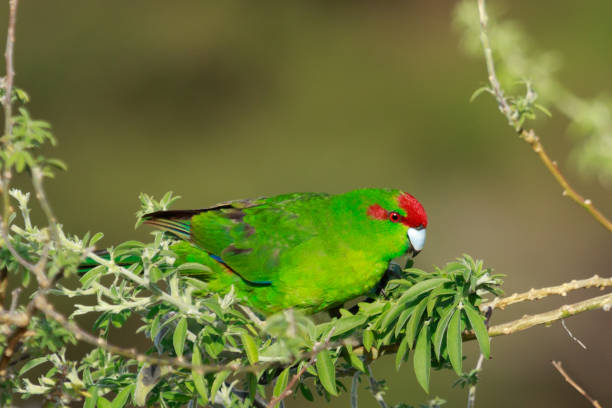 istock Red-crowned Parakeet - Cyanoramphus novaezelandiae 1216291559