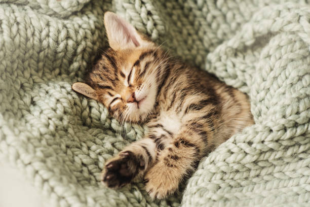 istock Kitten closed in towel warm sleepy small white 1216291688