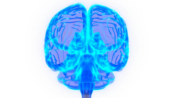 istock Central Organ of Human Nervous System Brain Anatomy 1216291714
