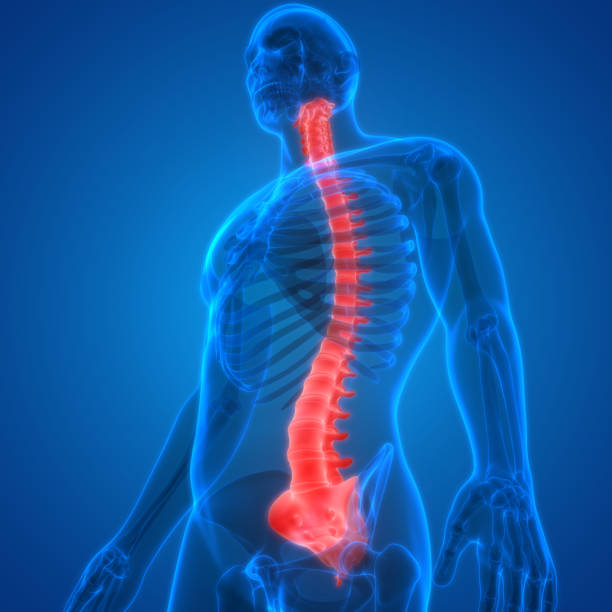 istock Vertebral Column of Human Skeleton System Anatomy 1216291838