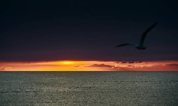 istock The dramatic sunset, the orange sky, the quiet sea, solar path, seagull 1216293496