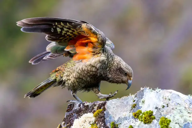 Endangered, rare and spectacular parrots endemic to New Zealand