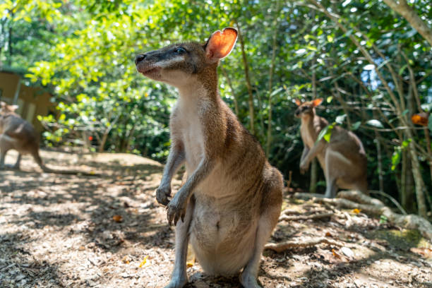 istock Wallabies in Daintree rainforest, Queensland, Australia 1216295898