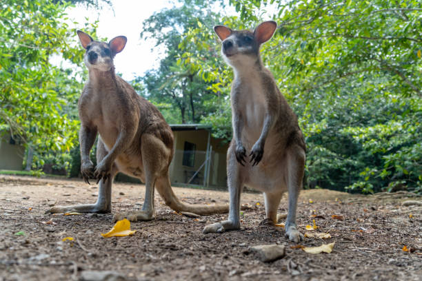 istock Wallabies in Daintree rainforest, Queensland, Australia 1216295933