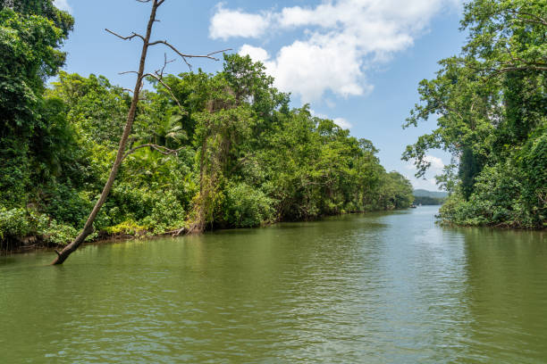 istock Daintree River tour in Queensland, Australia 1216296002