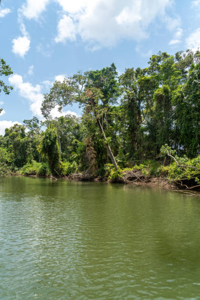istock Daintree River tour in Queensland, Australia 1216296019