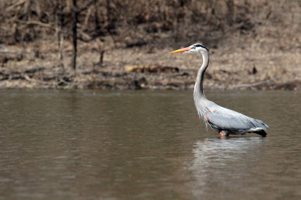 istock Heron Spotted From a Kayak 1216296754